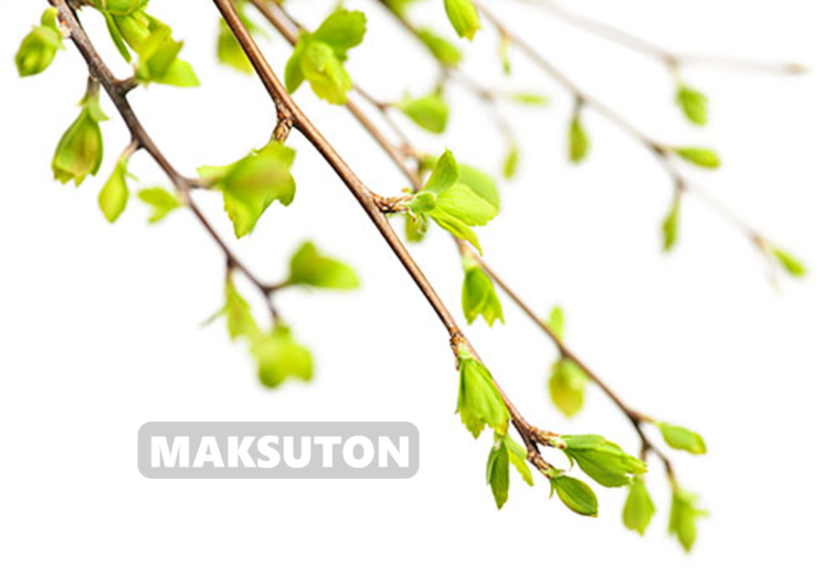Maksuton seminaari