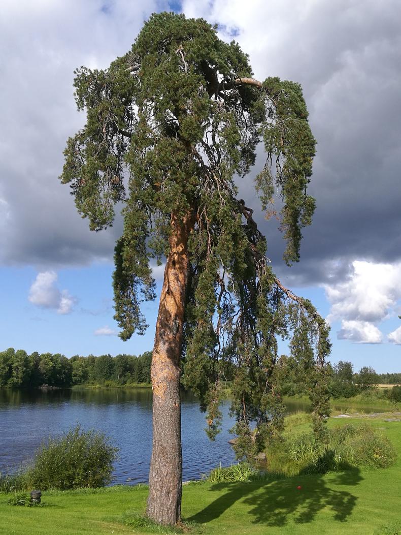 Aaro Hellaakosken suvun petäjä Pyhäjoen rannalla